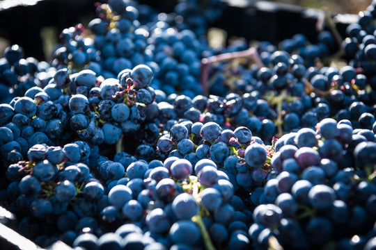 Sangiovese : The Origins