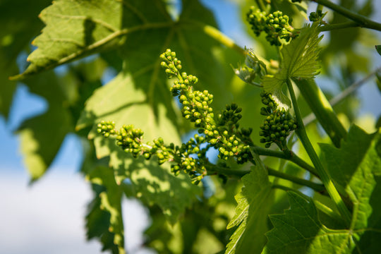 Sangiovese: The Taste, The Aroma .. The Wine
