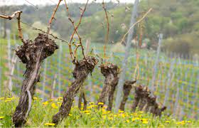 Vineyards vs. Winter