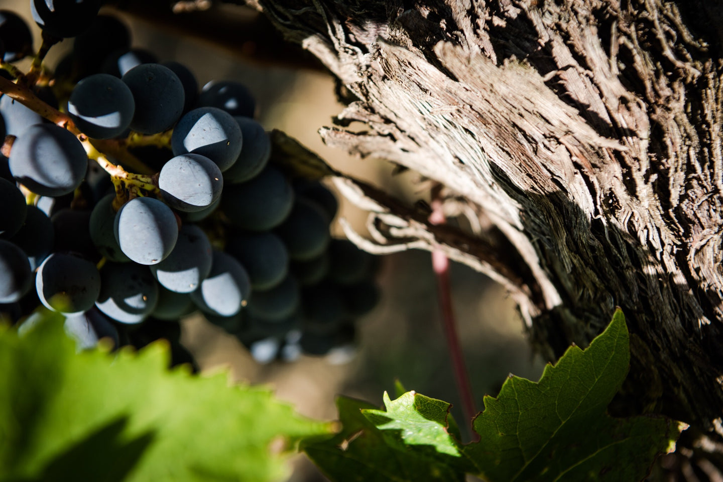 Chianti Classico Red wine organic chianti bio Sangiovese merlot italian best tuscany tuscan